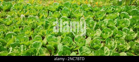 Photo d'une plantation de légumes biologiques. Banque D'Images