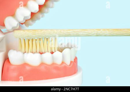 Fausses dents, mâchoires. Dentiers et brosse à dents en bois sur fond bleu, gros plan. Concept de soins dentaires. Le modèle de la mâchoire est utilisé pour démonster Banque D'Images