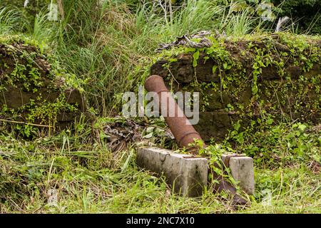 Cannon aux ruines du fort San Lorenzo, à l'embouchure de la rivière Chagres sur la côte des Caraïbes du Panama, près de Colon. Il a été construit par les Espagnols Banque D'Images