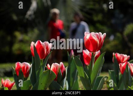 New Delhi, Inde. 14th févr. 2023. Les visiteurs regardent l'exposition pleine fleur de tulipe près de l'ambassade de la République de Serbie à Shanti Path, Chanakyapuri. (Photo par Naveen Sharma/SOPA Images/Sipa USA) crédit: SIPA USA/Alay Live News Banque D'Images