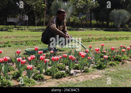 New Delhi, Inde. 14th févr. 2023. Un jardinier a vu arroser la fleur pleine tulipe à Shanti Path, Chanakyapuri. (Photo par Naveen Sharma/SOPA Images/Sipa USA) crédit: SIPA USA/Alay Live News Banque D'Images