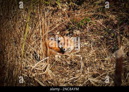 Un renard se bronzant tout en se relaxant dans le sous-bois. Banque D'Images