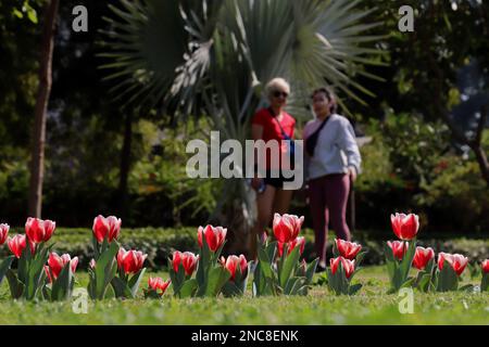 New Delhi, Inde. 14th févr. 2023. Les visiteurs regardent l'exposition pleine fleur de tulipe près de l'ambassade de la République de Serbie à Shanti Path, Chanakyapuri. (Credit image: © Naveen Sharma/SOPA Images via ZUMA Press Wire) USAGE ÉDITORIAL SEULEMENT! Non destiné À un usage commercial ! Banque D'Images