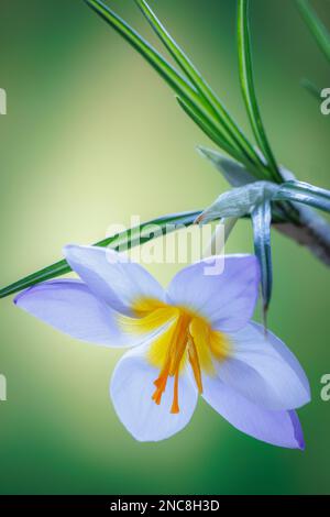 Crocus fleurit le premier signe du printemps. Banque D'Images