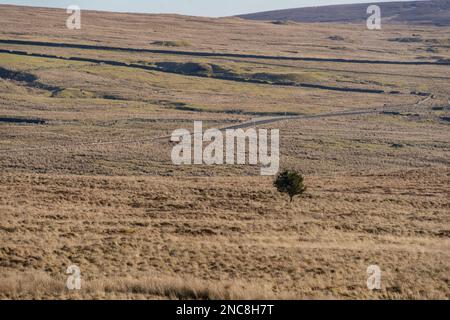 Vue sur North Pennine Moors depuis Upper Teesdale, comté de Durham Banque D'Images
