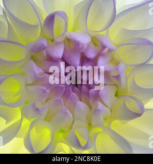 Dahlia Blossom - Une image de 50,6mp rognée au carré Banque D'Images