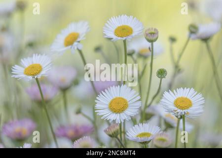 Santa Barbara Daisies Banque D'Images