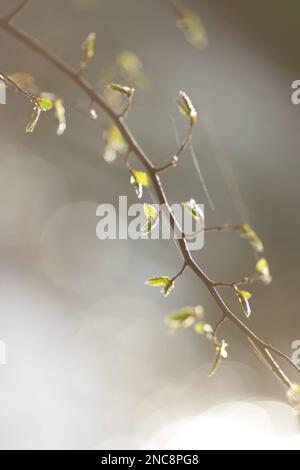 Une petite plante verte sur fond de loft. Magnifique cerisier fleuri au printemps. La beauté dans la nature. Tendre les branches de cerise le jour ensoleillé du printemps Banque D'Images