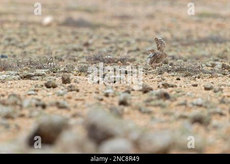 Une femme canarienne houbara (Chlamydotis undulata fuertaventurae) présente dans un paysage aride. Banque D'Images