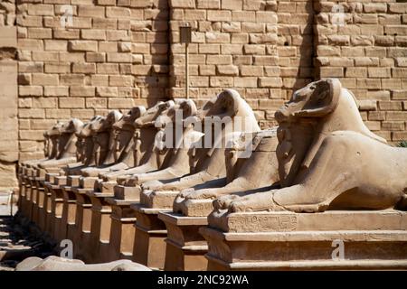 Louxor, Égypte. Le complexe du temple de Karnak, comprend un vaste mélange de temples décomposés. C'est l'entrée principale du temple avec les Rams d'Amon Banque D'Images