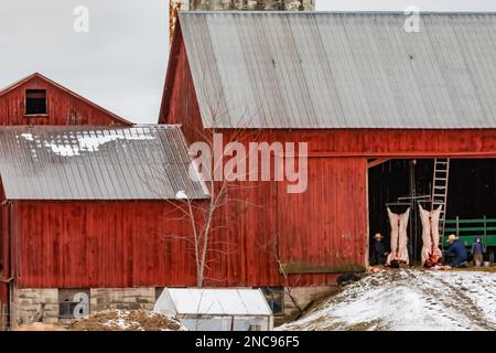 Travail sur les vaches abattues à l'entrée d'une grange Amish, dans le centre du Michigan, aux États-Unis [pas de version du modèle; licence éditoriale seulement] Banque D'Images