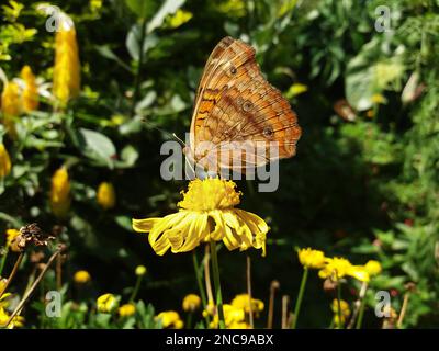 Papillon Junonia evarete (Cramer, 1779), connu sous le nom de l'oeil diurne de Peacock, est un papillon néotropical de la famille des Nymphalidae (Nymphalidae). Banque D'Images