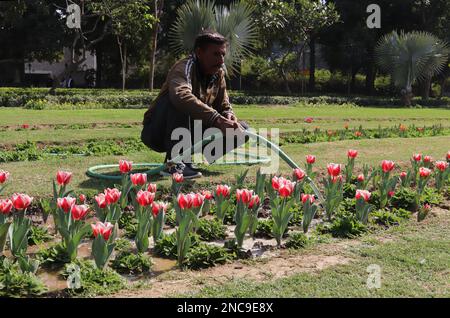 New Delhi, Inde. 14th févr. 2023. Un jardinier a vu arroser la fleur pleine tulipe à Shanti Path, Chanakyapuri. (Credit image: © Naveen Sharma/SOPA Images via ZUMA Press Wire) USAGE ÉDITORIAL SEULEMENT! Non destiné À un usage commercial ! Banque D'Images