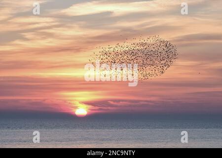 Brighton, Royaume-Uni. 14th février, 2023.Une murmure d'étoiles au coucher du soleil, alors que des centaines d'oiseaux volent entre le West Pier et le Palace Pier. Crédit : onzième heure Photographie/Alamy Live News Banque D'Images