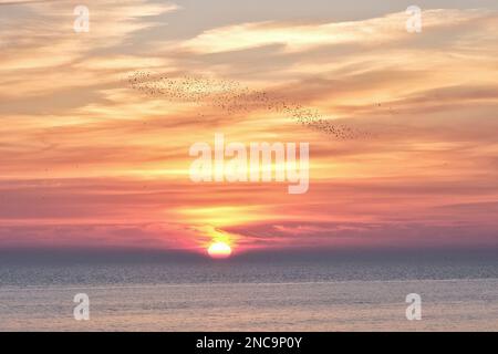 Brighton, Royaume-Uni. 14th février, 2023.Une murmure d'étoiles au coucher du soleil, alors que des centaines d'oiseaux volent entre le West Pier et le Palace Pier. Crédit : onzième heure Photographie/Alamy Live News Banque D'Images