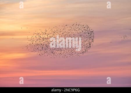 Brighton, Royaume-Uni. 14th février, 2023.Une murmure d'étoiles au coucher du soleil, alors que des centaines d'oiseaux volent entre le West Pier et le Palace Pier. Crédit : onzième heure Photographie/Alamy Live News Banque D'Images