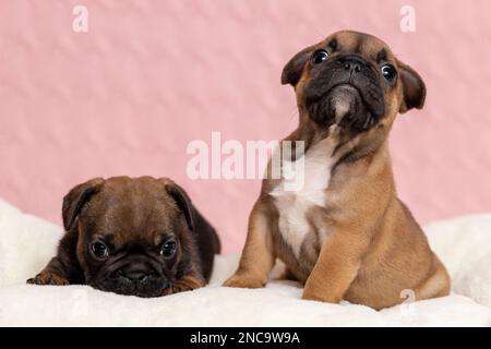 Deux chiots mignons de boudogue à la française de caractère différent. Un chiot est actif et intéressé et un autre est timide et endormi et paresseux Banque D'Images