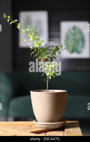 Plante de grenade en pot avec feuilles vertes sur la table dans la salle Banque D'Images