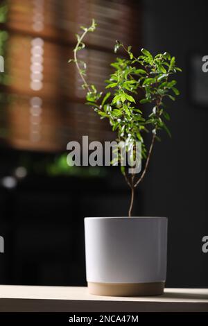 Plante de grenade en pot avec feuilles vertes sur la table dans la salle Banque D'Images