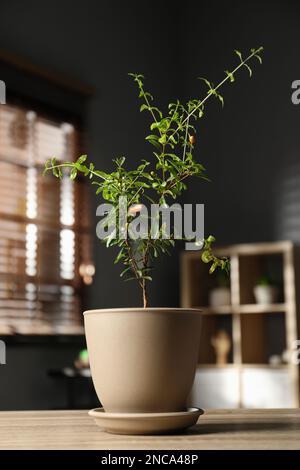 Plante de grenade en pot avec des feuilles vertes sur une table en bois dans la chambre Banque D'Images