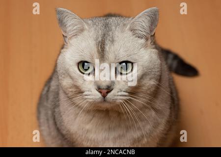 British Shorthair chat regardant directement la caméra. Gros plan. Banque D'Images