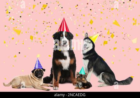 Chiens adorables avec chapeaux de fête sur fond rose Banque D'Images