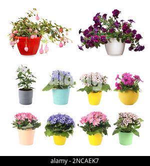 Collection de belles fleurs en pots sur fond blanc Banque D'Images