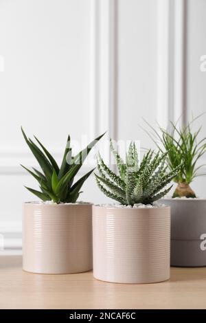 Magnifique Aloe et Nolina en pots sur table en bois. Différentes plantes de maison Banque D'Images