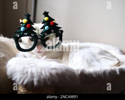 Mitzie le Flamepoint Siamese prétendant être l'arbre de Noël Banque D'Images