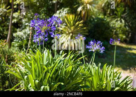Agapanthe bleu (nénuphars africains). Plante poussant dans le parc ou le jardin, Bournemouth, Dorset, Royaume-Uni Banque D'Images
