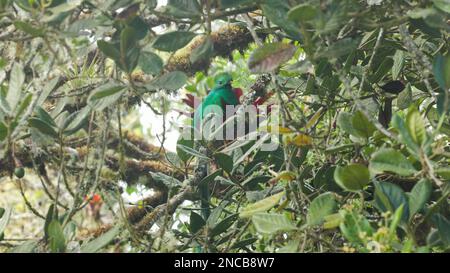 gros plan d'un quetzal mâle resplendent dans un arbre d'avocat sauvage au costa rica Banque D'Images