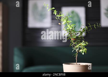 Plante grenade en pot avec feuilles vertes dans la pièce, espace pour le texte Banque D'Images