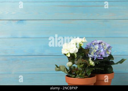 Différentes belles plantes fleuries dans des pots de fleurs sur fond bleu en bois, espace pour le texte Banque D'Images