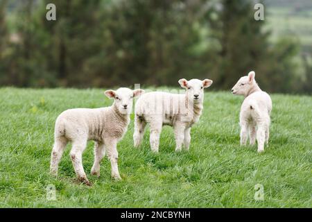 Agneaux au printemps dans le champ vert. (Mouton de montagne gallois.) Snowdonia, pays de Galles, Royaume-Uni Banque D'Images