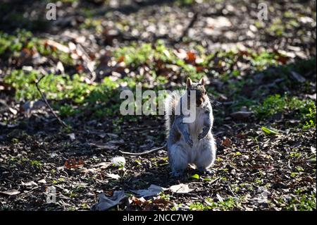 2023-02-14 Météo au Royaume-Uni : un écureuil à une chaude journée d'hiver à St James Park, Londres, Royaume-Uni. Banque D'Images