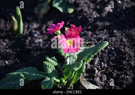 2023-02-14 Météo au Royaume-Uni : Primrose à St James Park, Londres, Royaume-Uni Banque D'Images