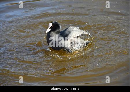2023-02-14 Météo au Royaume-Uni : un coot hawaïen à St James Park, Londres, Royaume-Uni Banque D'Images