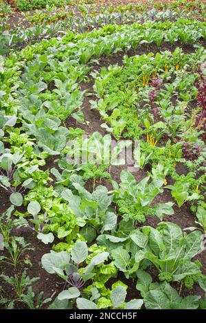 Verger (ou verger suisse) poussant dans un jardin au Royaume-Uni. Lit de fleurs comestible dans le jardin paysager Banque D'Images