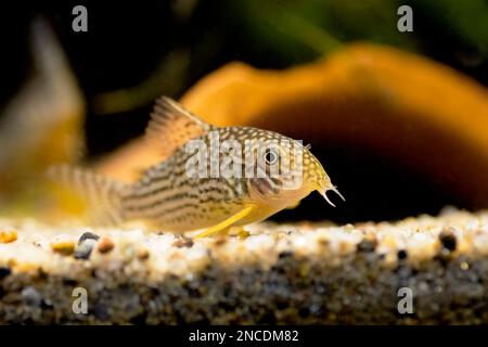 Corydoras haraldschultzi est un poisson d'eau douce tropical appartenant aux Corydoradinae. Banque D'Images