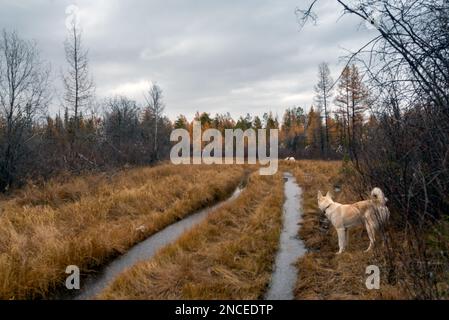 Deux chiens blancs marchent le long de la route avec l'eau de Yakutia en automne. Banque D'Images