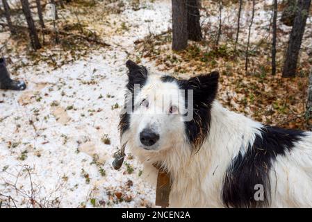 Un chien blanc de la Yakut Laika se reproduit avec des aiguilles d'épicéa sur son visage, traverse la neige dans la forêt parmi les arbres de la Yakutia. Banque D'Images