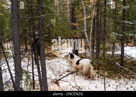 Un chien blanc de la race Yakut Laika marche dans la neige dans une forêt parmi les arbres en Sibérie dans Yakutia. Banque D'Images