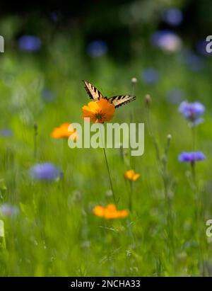 Un papillon à queue de cygne de l'est perche sur une fleur d'orange dans un pré de fleurs sauvages. Banque D'Images