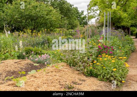 Un potager vibrant avec un mélange coloré de fleurs et de légumes Banque D'Images