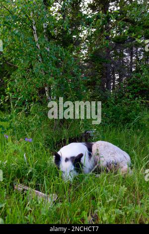 Le chien blanc Yakut Laika se trouve sur l'herbe verte dans la forêt en souriant. Cadre vertical. Banque D'Images