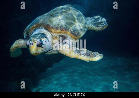 Une tortue à tête ronde, carretta caretta, nage dans un aquarium à l'Aquarium de Virginia Beach, Virginie, États-Unis Banque D'Images
