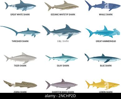 Requins ensemble plat d'icônes isolées avec texte et images de poissons prédateurs sur fond vierge illustration vectorielle Illustration de Vecteur