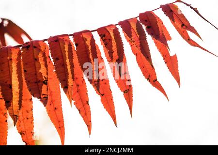 Feuille composée rouge sur fond blanc Banque D'Images
