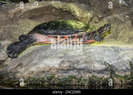 Tortue peinte de l'est, reptile, à l'aquarium de Virginia Beach, Virginie, États-Unis Banque D'Images