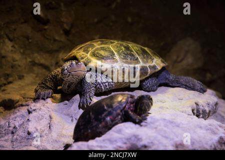 terrapin de Diamondback captif, reptile originaire de Virginie, États-Unis Banque D'Images